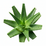 Aloe- For Hydration + Refresh